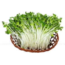 RAU CẢI MẦM