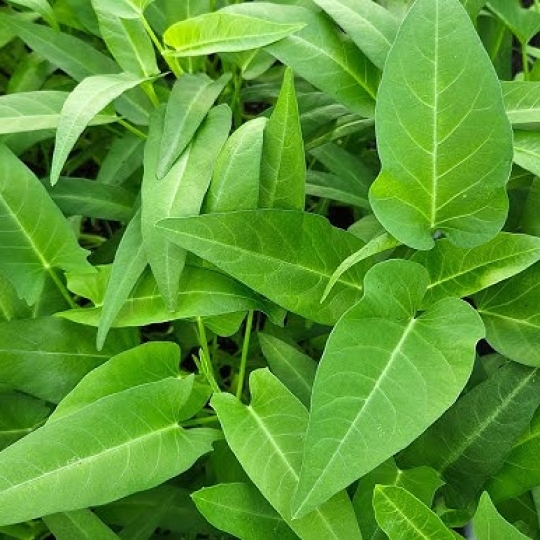 RAU MUỐNG (LÁ)