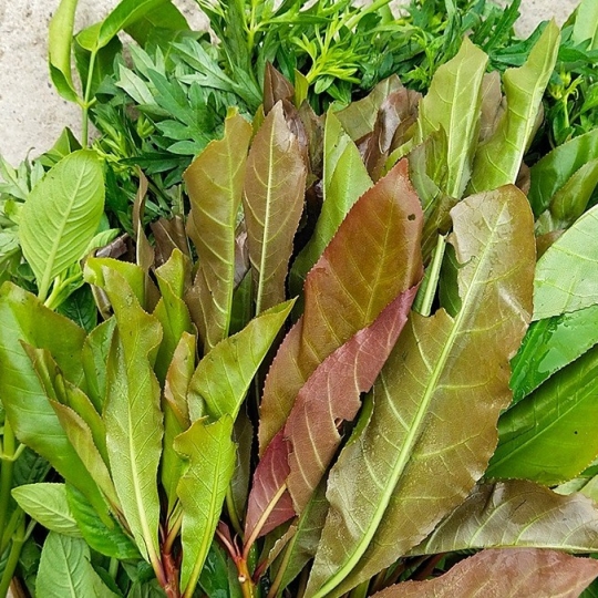RAU RỪNG ĐỦ LOẠI